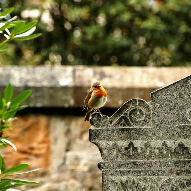 chris-arthur-collins-e_zDtJlKqzI-unsplash