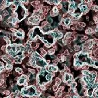 bacteria